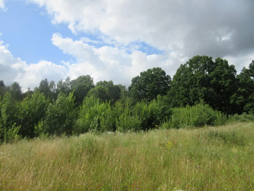 6,64 ha miškų ūkio paskirties žemės sklypas Jucaičių k.