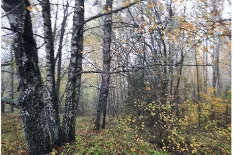 Parduodamas 2,11 ha žemės ūkio paskirties sklypas Vygrelių kaime