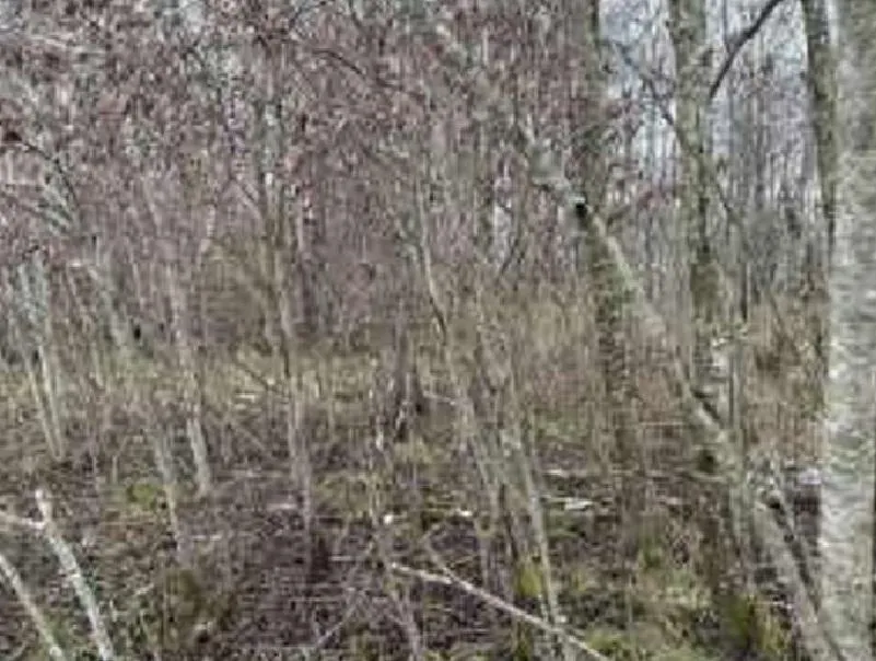 Parduodamas 1,89 ha žemės sklypas Skuodo r. sav., Notėnų k.