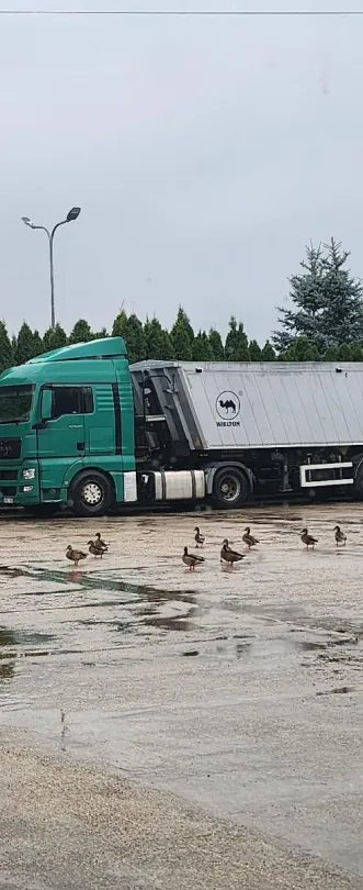 Wielton NW-3 savivartė puspriekabė, 2016 m.