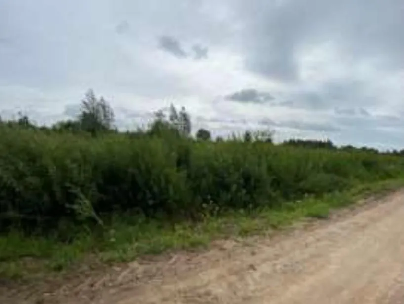 9 a žemės sklypas Klaipėdoje, Užlaukio g. 49