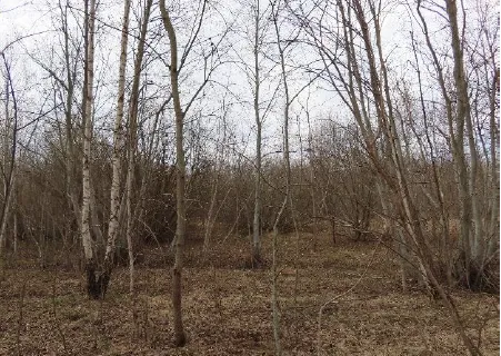 88,76 a žemės sklypas Panevėžyje, Tinklų g. 35J