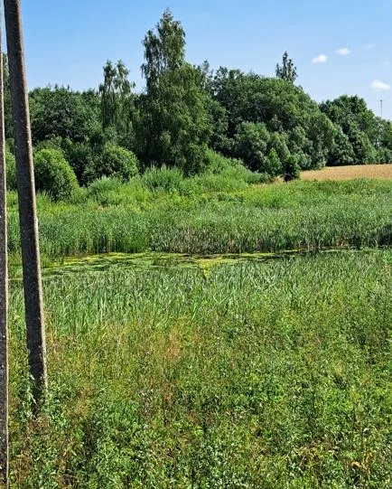 5,21 ha žemės sklypas Viktorinės k., Radviliškio r. sav.