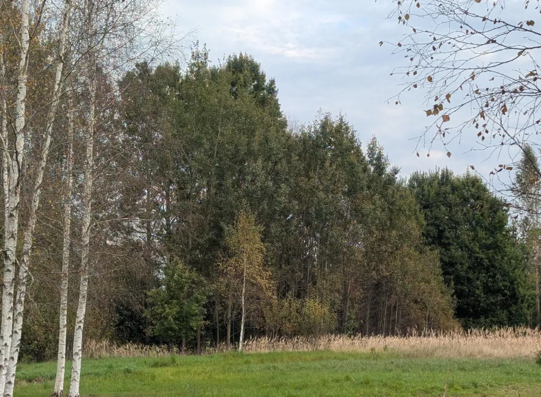 Parduodamas 11,49 a žemės sklypas Žemaitės g. 110, Plungėje