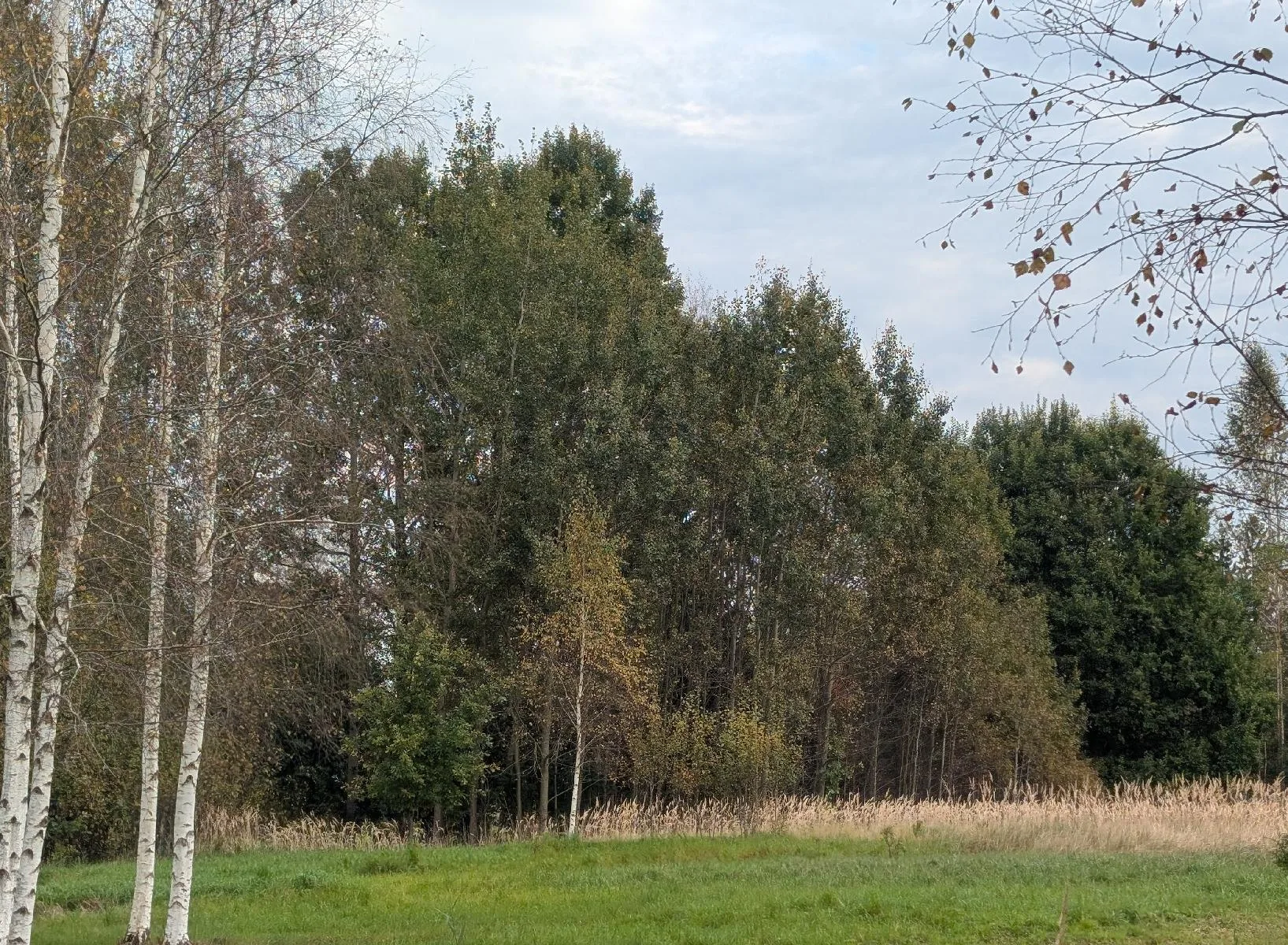 Parduodamas 11,49 a žemės sklypas Žemaitės g. 110, Plungėje